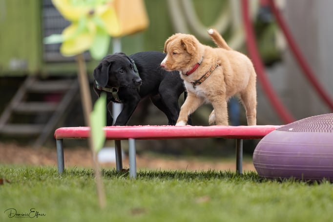 Welpenschule © Hundeschule gooddog 