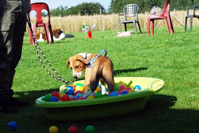 Welpenschule © Hundeschule gooddog