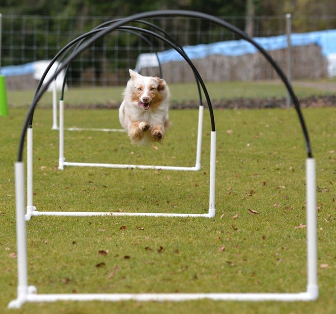 Hoopers/Hoop-Agi/Nadac © Hundeschule gooddog