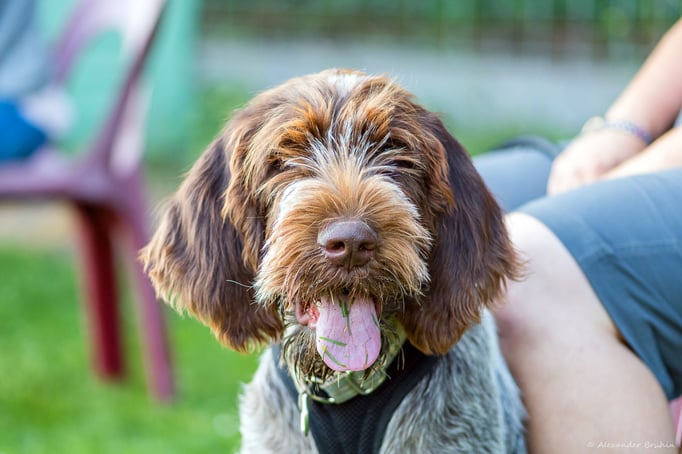 Junghundekurs © Hundeschule gooddog