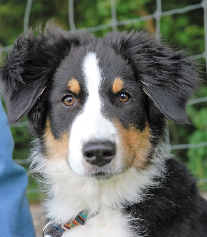 Welpenschule © Hundeschule gooddog 