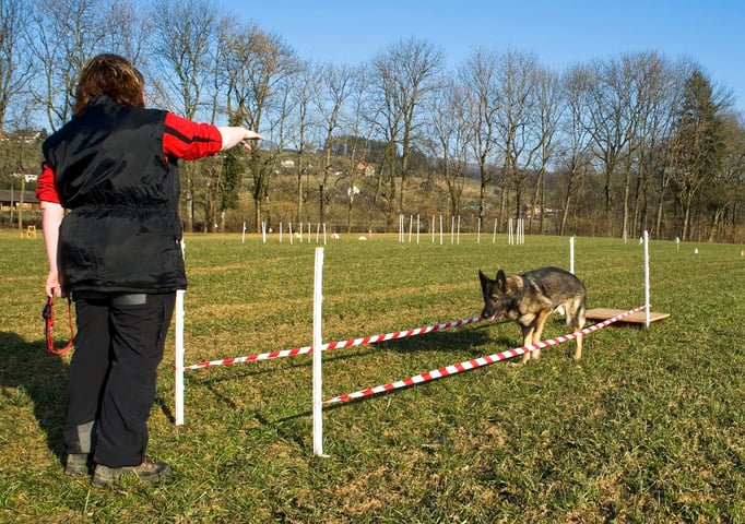 SpassSport © Hundeschule gooddog