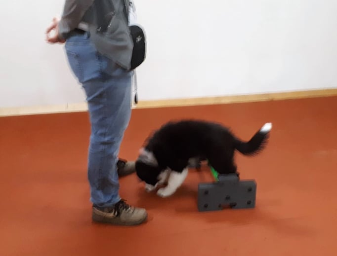 Clicker-Training © Hundeschule gooddog