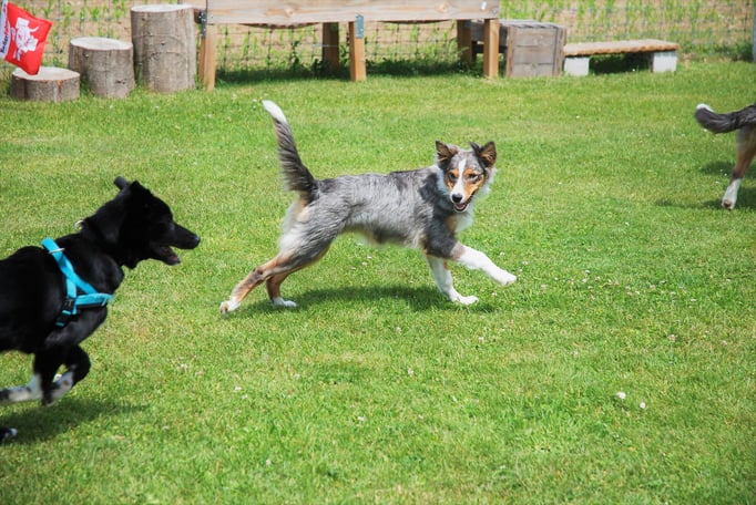 Welpenschule © Hundeschule gooddog 