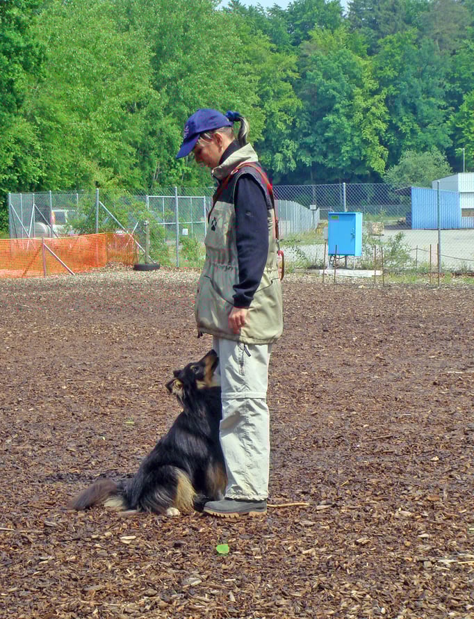 Begleithund/Obedience © Hundeschule gooddog