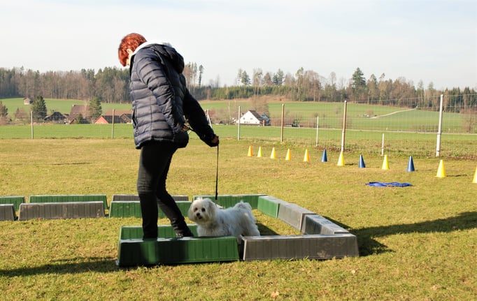 Zwergligruppe/Zwerghunde © Hundeschule gooddog