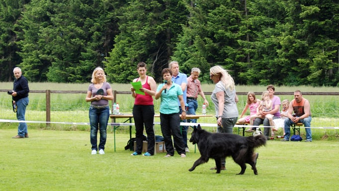 Ringtraining © Hundeschule gooddog