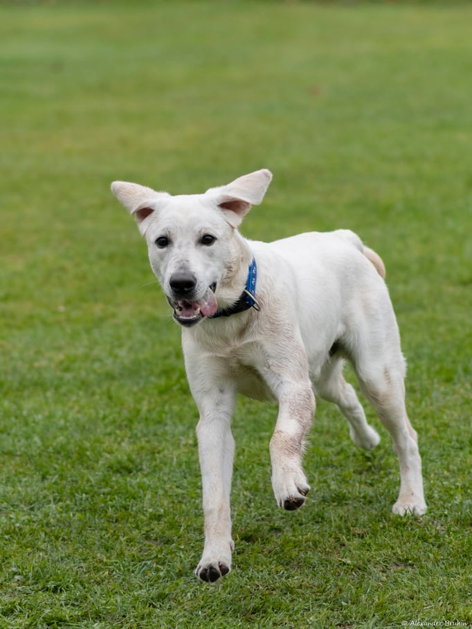 Rückruftraining © Hundeschule gooddog