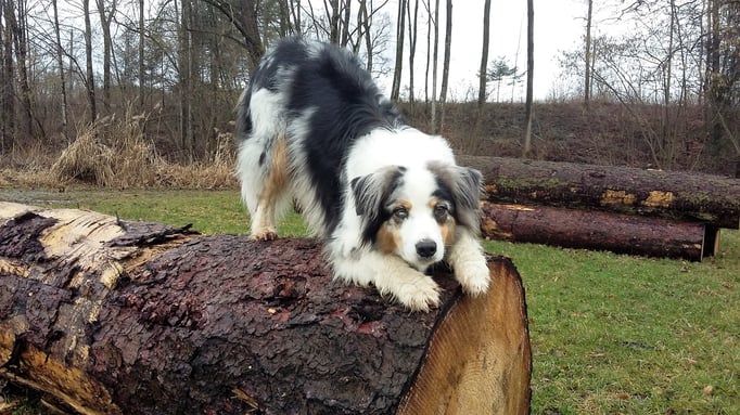 Clicker-Training © Hundeschule gooddog