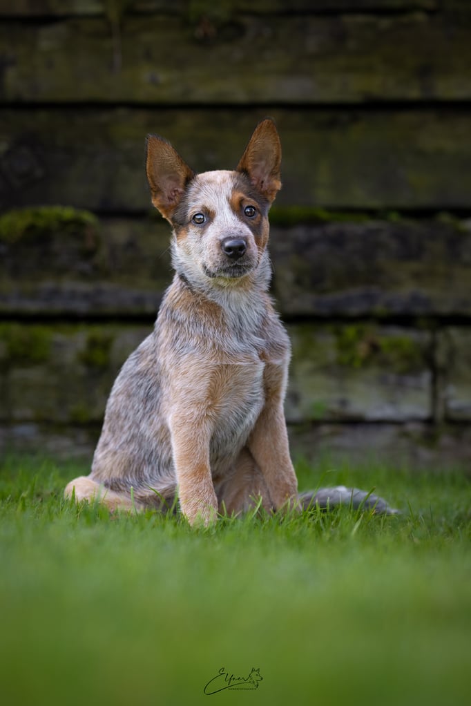 Welpenschule © Hundeschule gooddog 