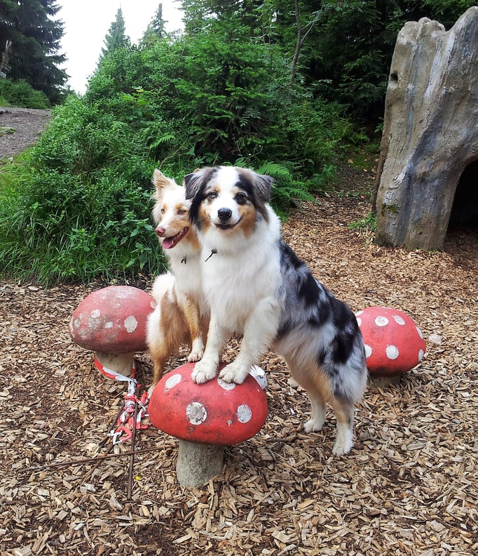 Clicker-Training © Hundeschule gooddog