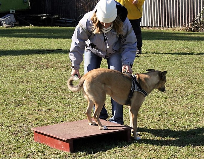 Clicker-Training © Hundeschule gooddog