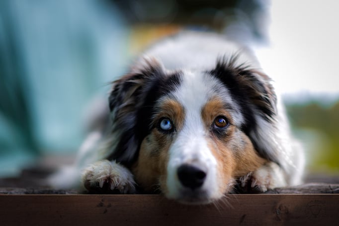 Clicker-Training © Hundeschule gooddog