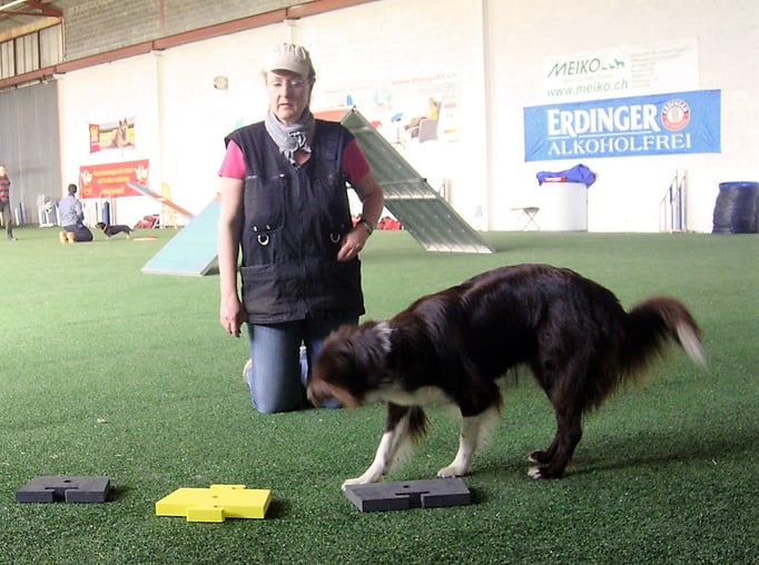 Clicker-Training © Hundeschule gooddog