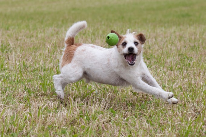 Spielen mit Hund © Hundeschule gooddog