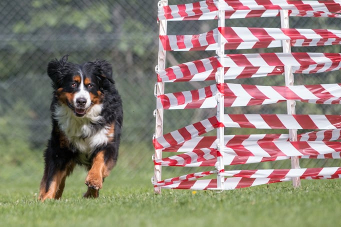 SpassSport © Hundeschule gooddog