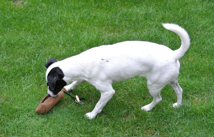 Spielen mit Hund © Hundeschule gooddog