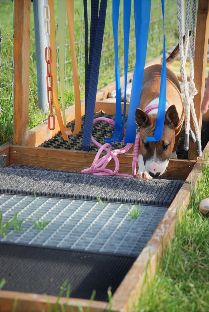 Welpenschule © Hundeschule gooddog 