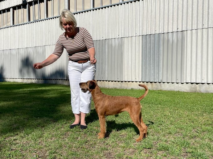 Ringtraining © Hundeschule gooddog