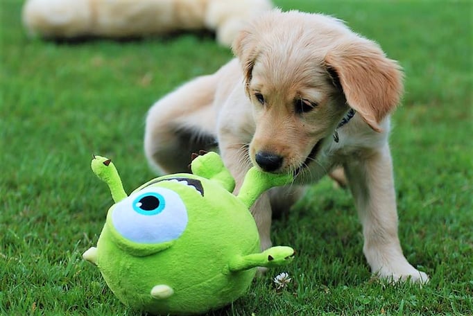 Welpenschule © Hundeschule gooddog Samojede