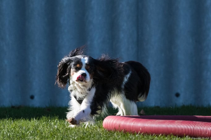 Longierkurs © Hundeschule gooddog