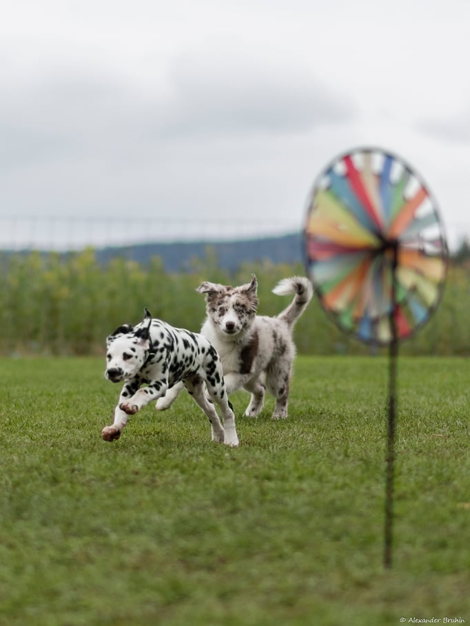 Dalmatiner in der Welpenschule © Hundeschule gooddog