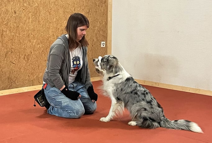 Clicker-Training © Hundeschule gooddog
