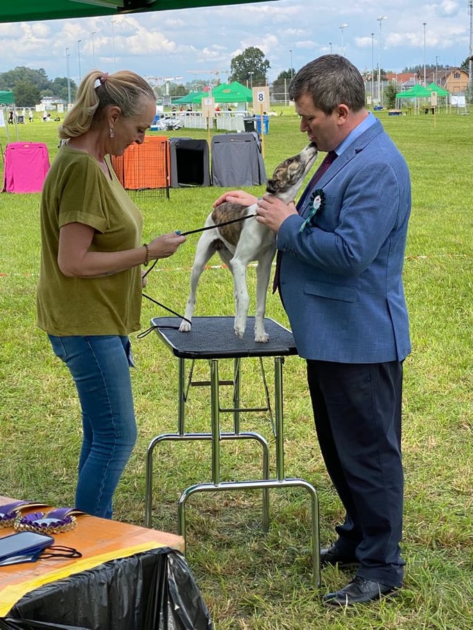 Ringtraining © Hundeschule gooddog