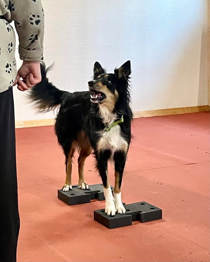Clicker-Training © Hundeschule gooddog