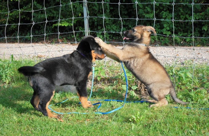 Welpenschule © Hundeschule gooddog 