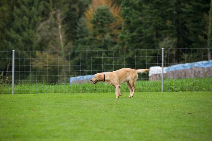 Rückruftraining © Hundeschule gooddog