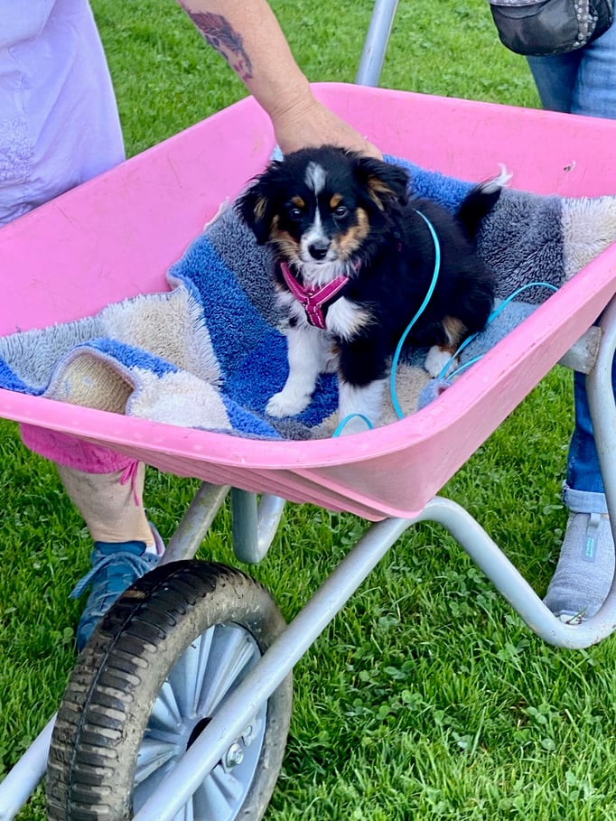 Welpenschule © Hundeschule gooddog 