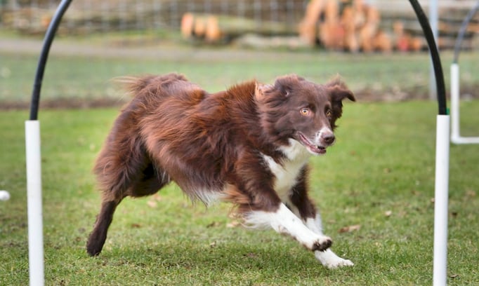 Hoopers/Hoop-Agi/Nadac © Hundeschule gooddog