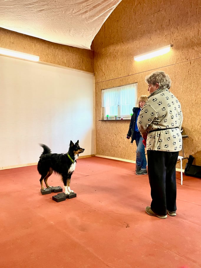 Clicker-Training © Hundeschule gooddog
