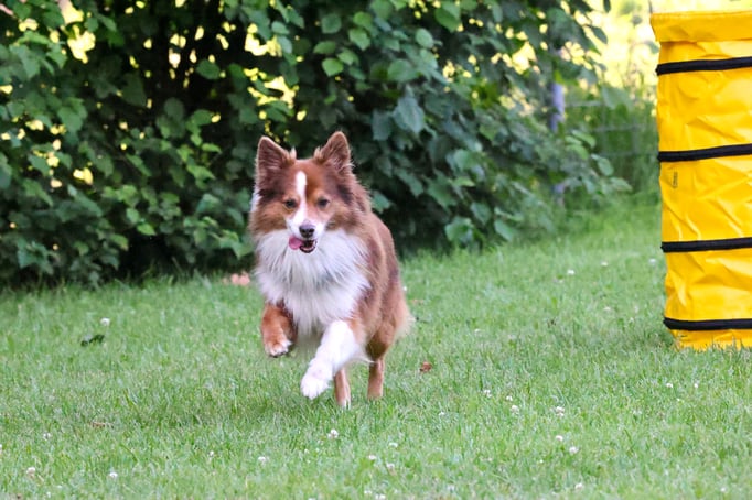 Hoopers/Hoop-Agi/Nadac © Hundeschule gooddog