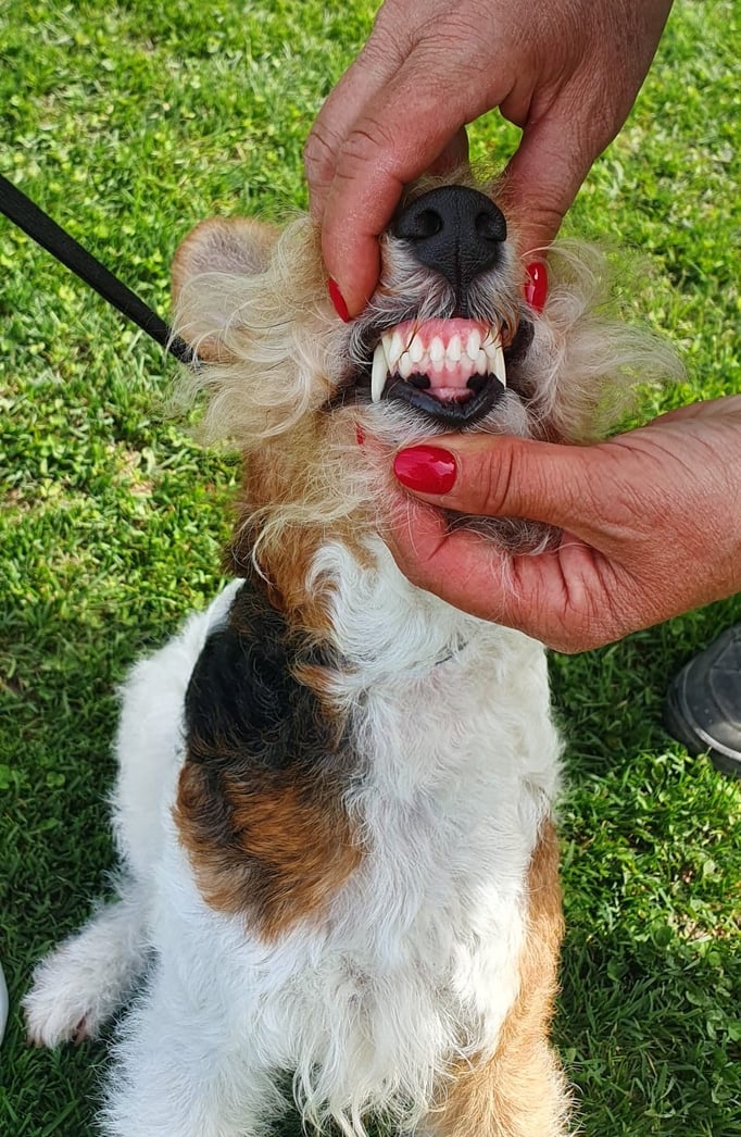 Ringtraining © Hundeschule gooddog