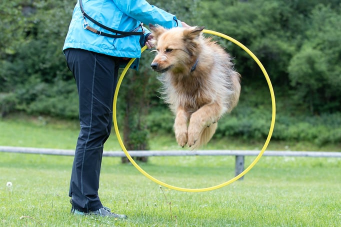 SpassSport © Hundeschule gooddog