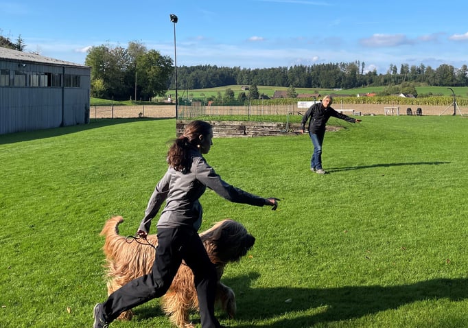 Ringtraining © Hundeschule gooddog