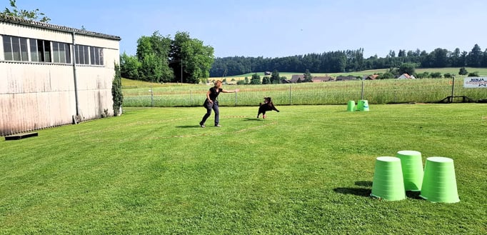 Longieren @ Hundeschule gooddog