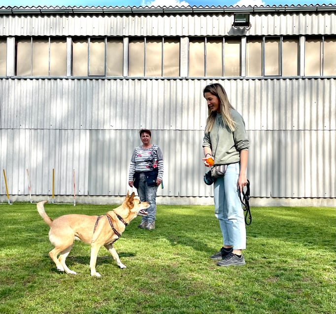 Begleithund/Obedience © Hundeschule gooddog