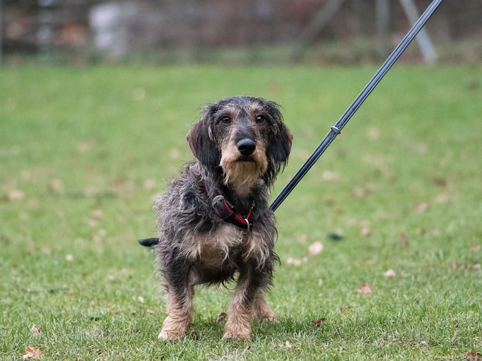 Zwergligruppe/Zwerghunde © Hundeschule gooddog