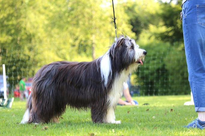 Ringtraining © Hundeschule gooddog