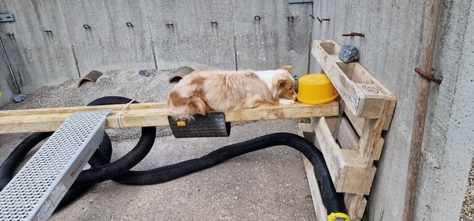 Objektsuche © Hundeschule gooddog