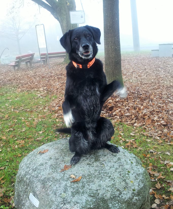 Clicker-Training © Hundeschule gooddog