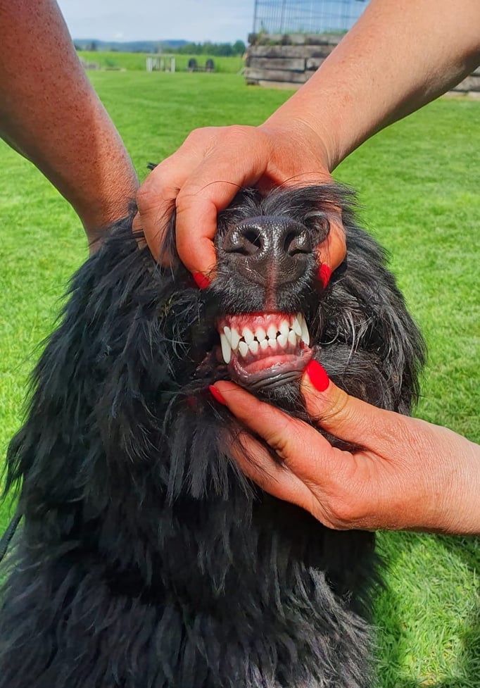 Ringtraining © Hundeschule gooddog