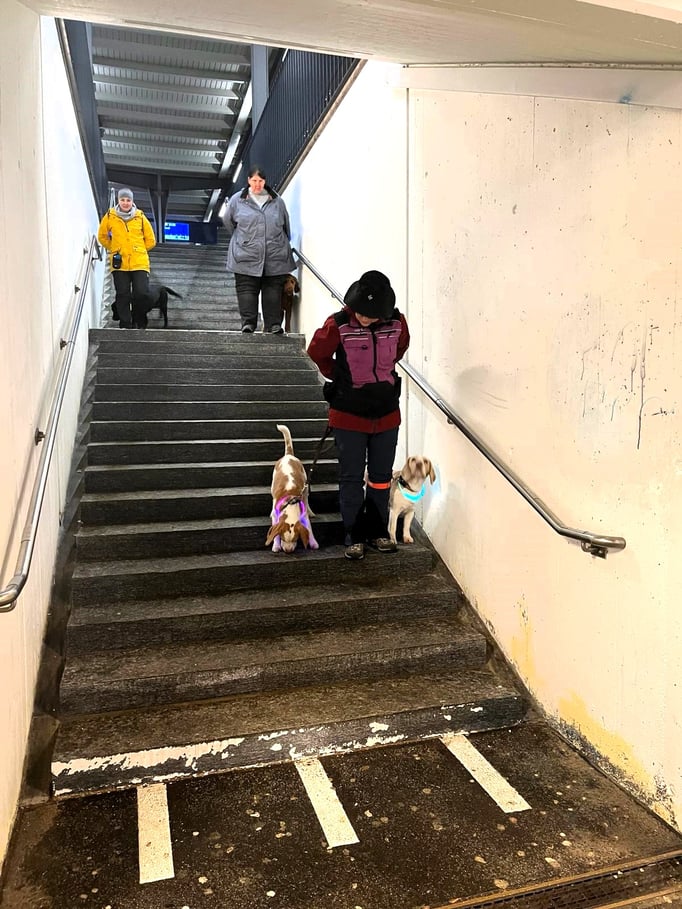 Führung © Hundeschule gooddog