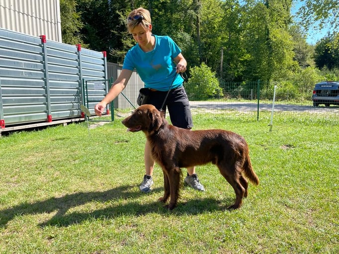 Ringtraining © Hundeschule gooddog