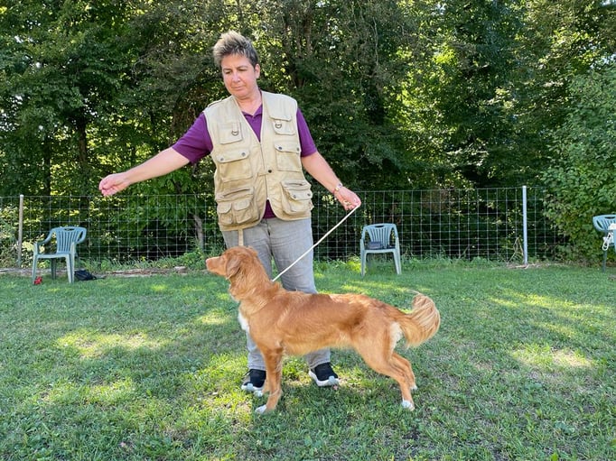 Ringtraining © Hundeschule gooddog