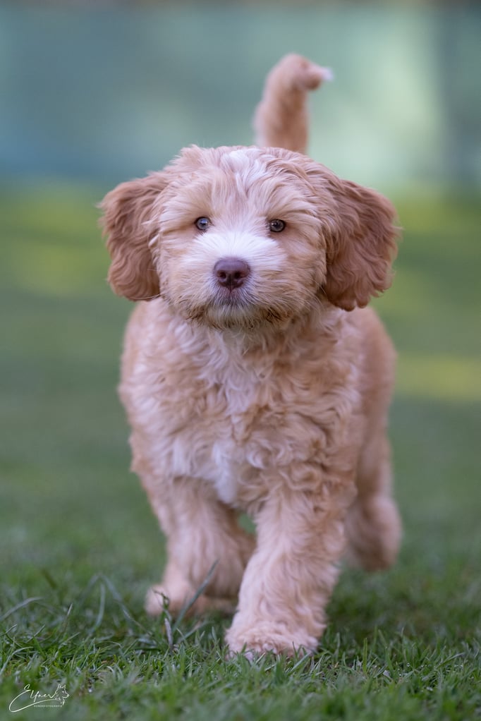 Welpenschule © Hundeschule gooddog 