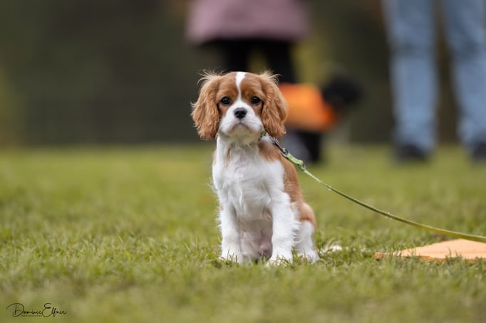 Welpenschule © Hundeschule gooddog 